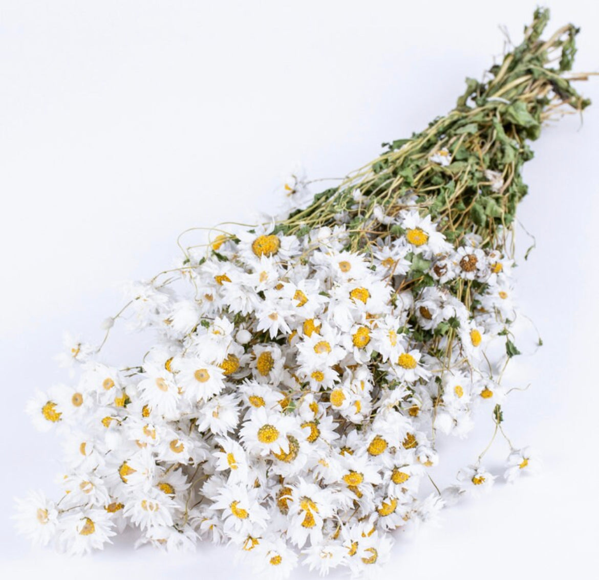 Dried White Daisies Bunch Natural Rodanthe Daisy Dried Straw Flower Natural Dried Flower Bouquet Rustic Home Decor Birthday Gift for her