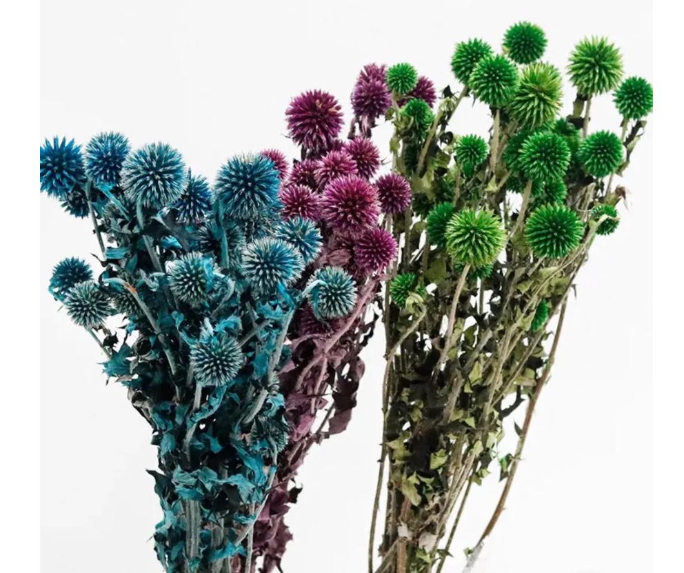 Preserved Thistle Echinops Preserved Purple Thistle Flowers Bundle 10 Heads Blue Thistle Dried Orange Thistle Flower Dried Flowers