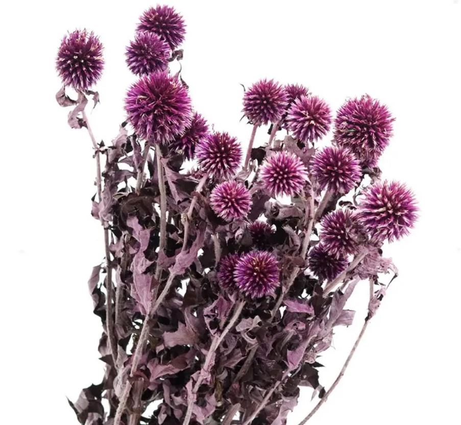 Preserved Thistle Echinops Preserved Purple Thistle Flowers Bundle 10 Heads Blue Thistle Dried Orange Thistle Flower Dried Flowers