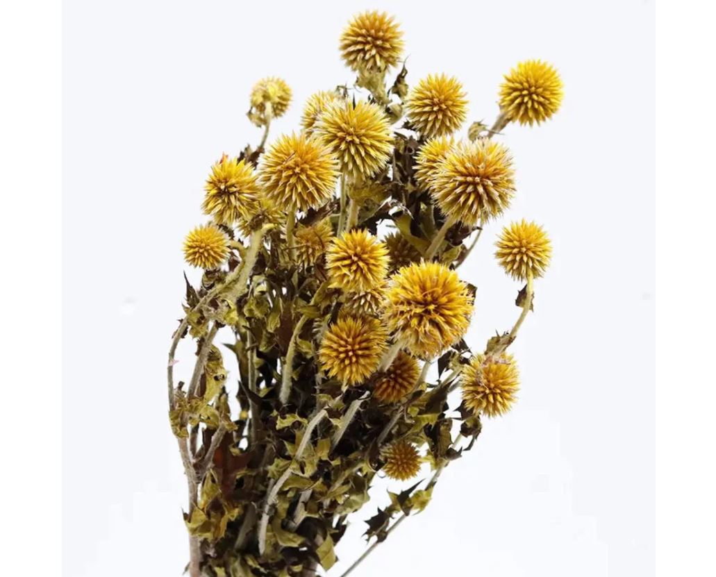 Preserved Thistle Echinops Preserved Purple Thistle Flowers Bundle 10 Heads Blue Thistle Dried Orange Thistle Flower Dried Flowers