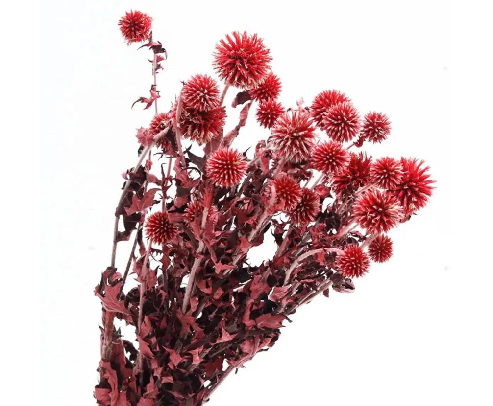 Preserved Thistle Echinops Preserved Purple Thistle Flowers Bundle 10 Heads Blue Thistle Dried Orange Thistle Flower Dried Flowers