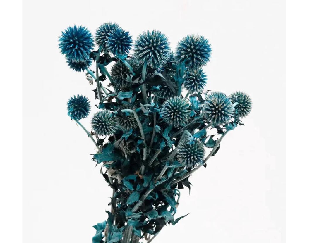 Preserved Thistle Echinops Preserved Purple Thistle Flowers Bundle 10 Heads Blue Thistle Dried Orange Thistle Flower Dried Flowers