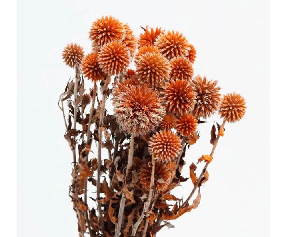Preserved Thistle Echinops Preserved Purple Thistle Flowers Bundle 10 Heads Blue Thistle Dried Orange Thistle Flower Dried Flowers