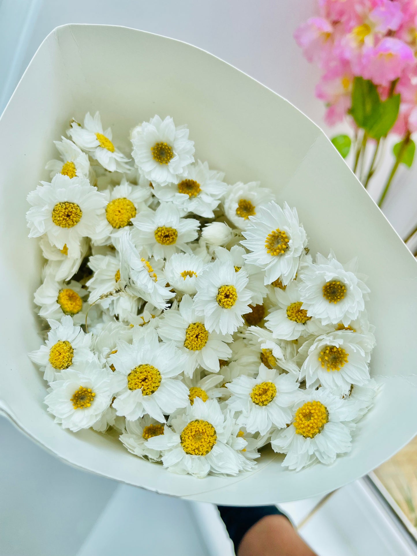 Dried White Daisies Bunch Natural Rodanthe Daisy Dried Straw Flower Natural Dried Flower Bouquet Rustic Home Decor Birthday Gift for her