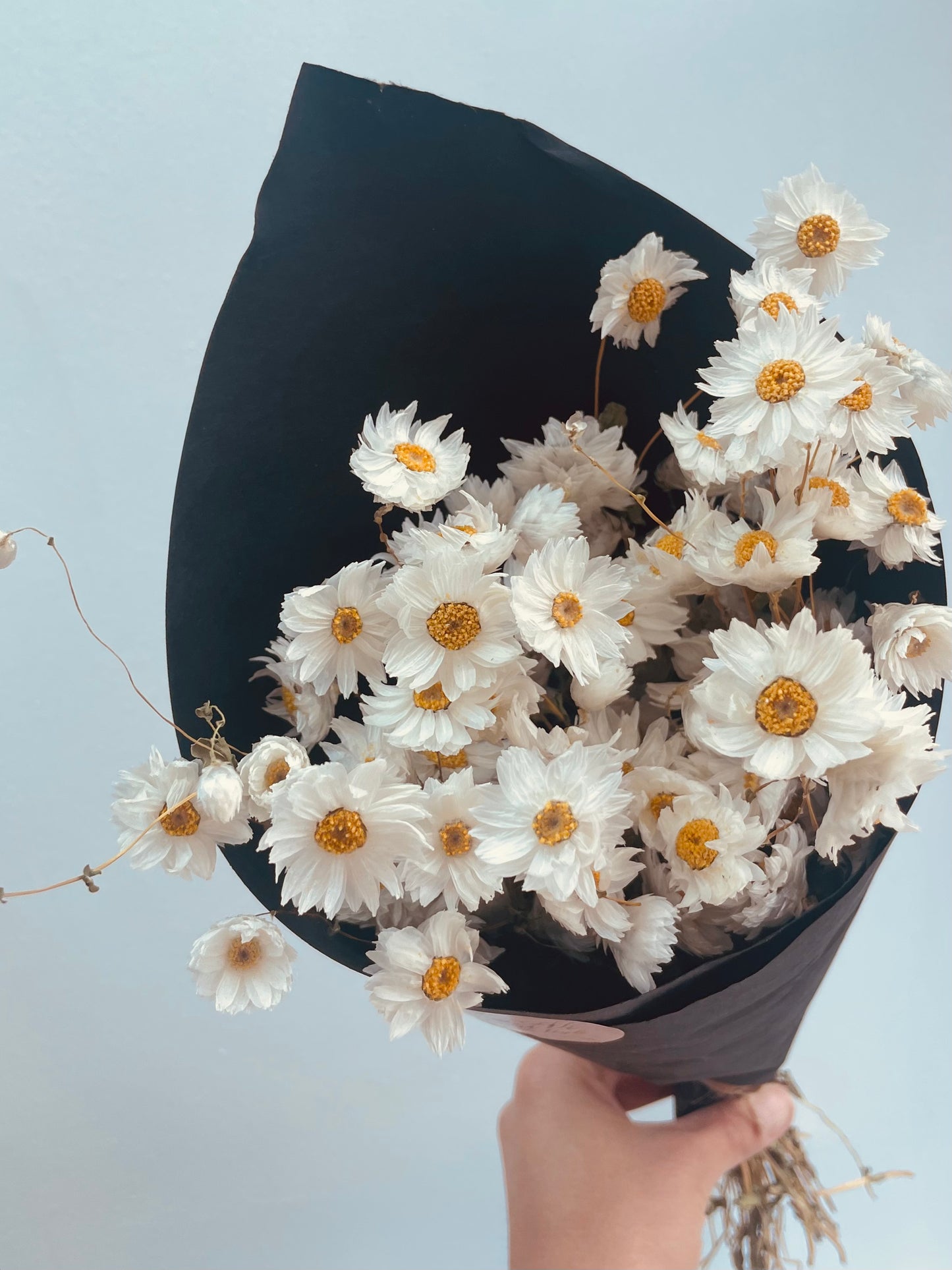 Dried White Daisies Bunch Natural Rodanthe Daisy Dried Straw Flower Natural Dried Flower Bouquet Rustic Home Decor Birthday Gift for her