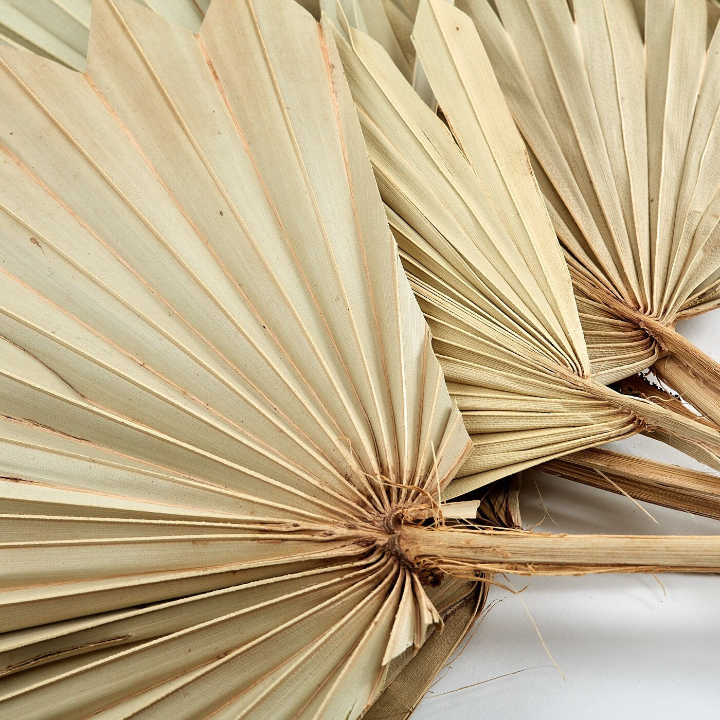 Palm Sun Natural 5 stems, Dried Palm Sun Leaves / cake topper