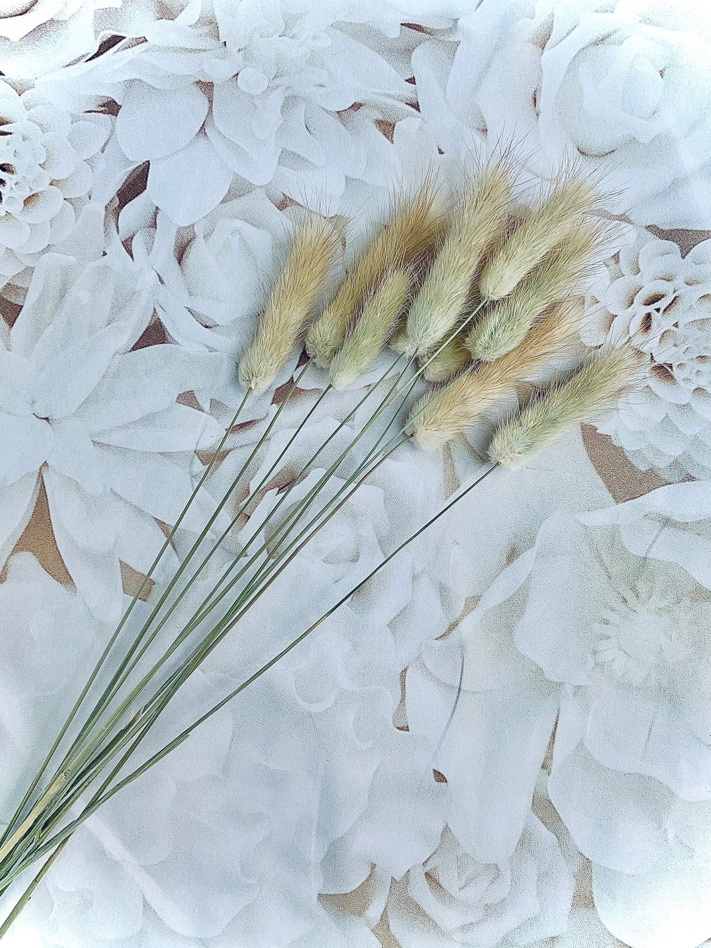 Bunny Tails grass , Lagurus , natural brown bunny tails / white bunny tails 10 pcs, Bunny Tails UK