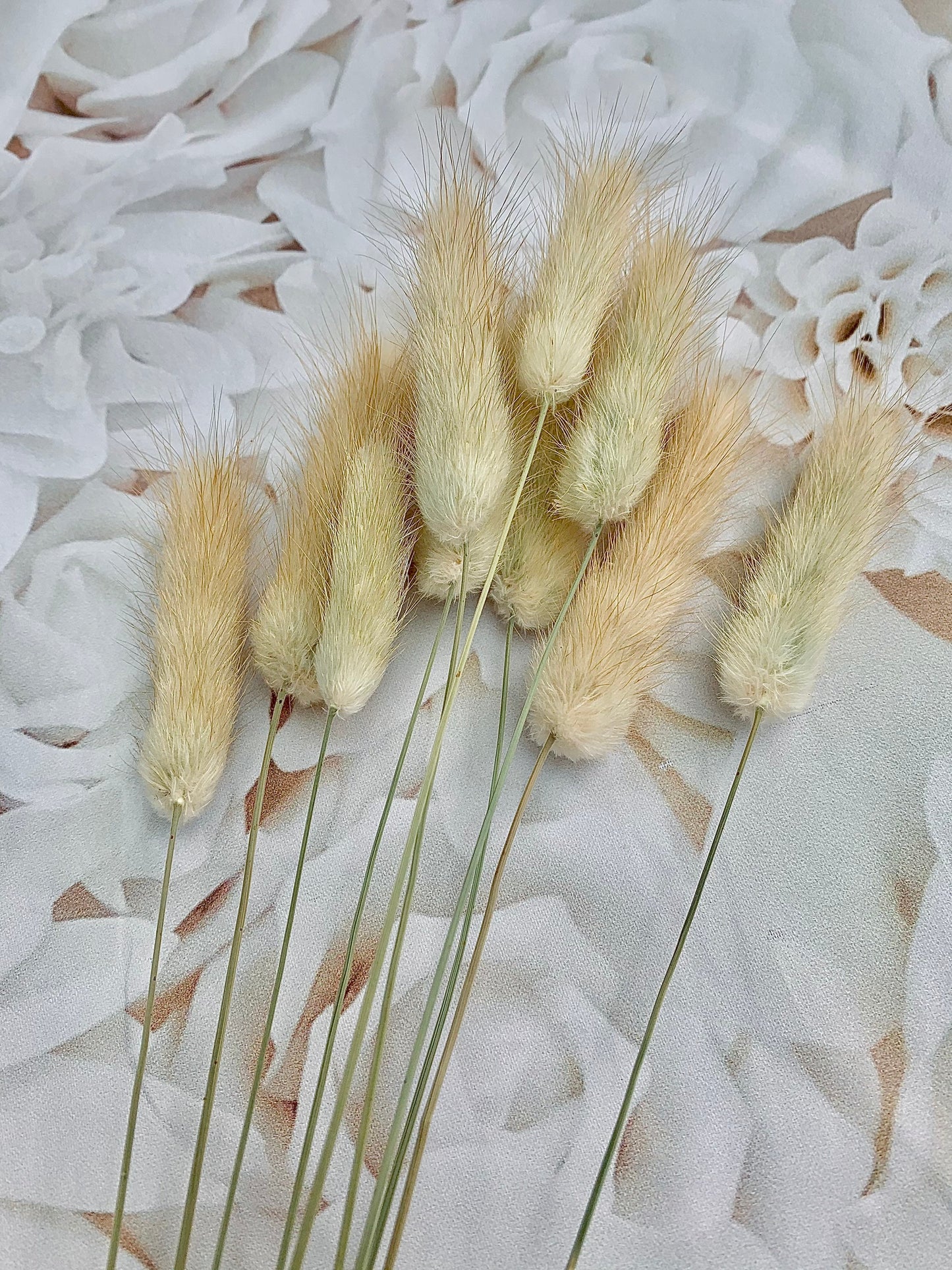 Bunny Tails grass , Lagurus , natural brown bunny tails / white bunny tails 10 pcs, Bunny Tails UK