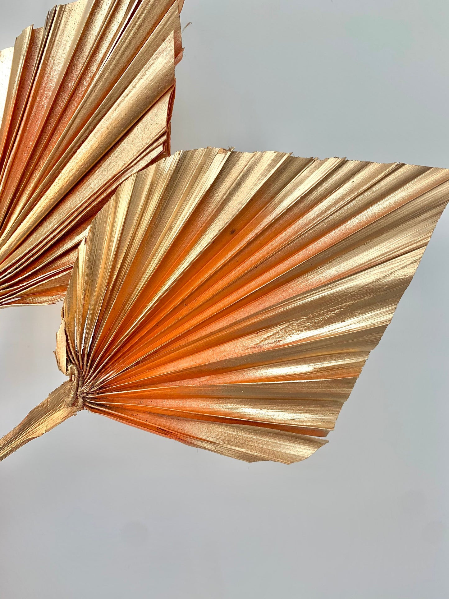 3 x Natural Dried Palm Spear Leaves ,orange-gold colour/ cream - gold / boho decor, dried vase flowers, palm leaf UK,palm cake topper