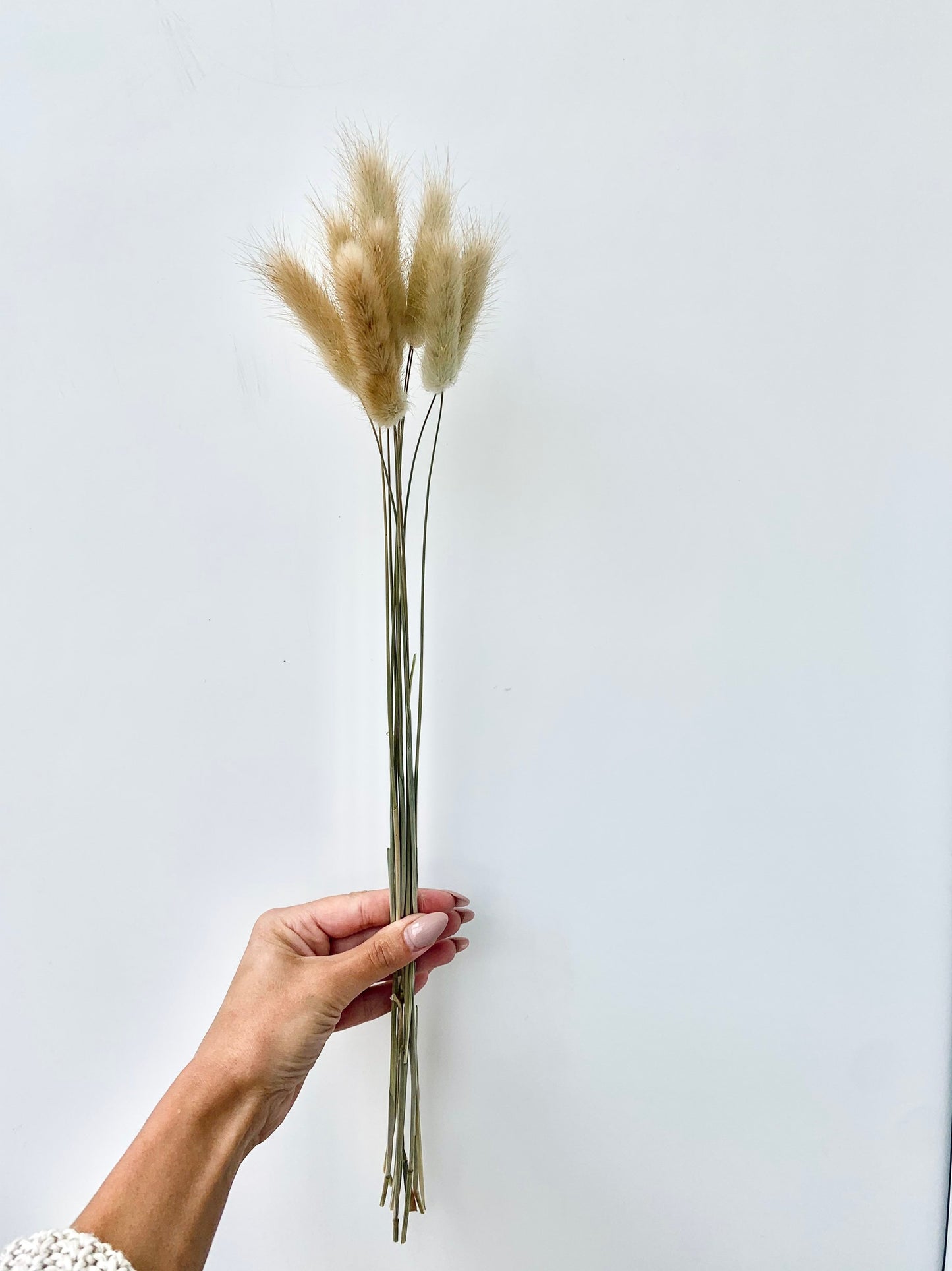 Bunny Tails grass , Lagurus , natural brown bunny tails / white bunny tails 10 pcs, Bunny Tails UK
