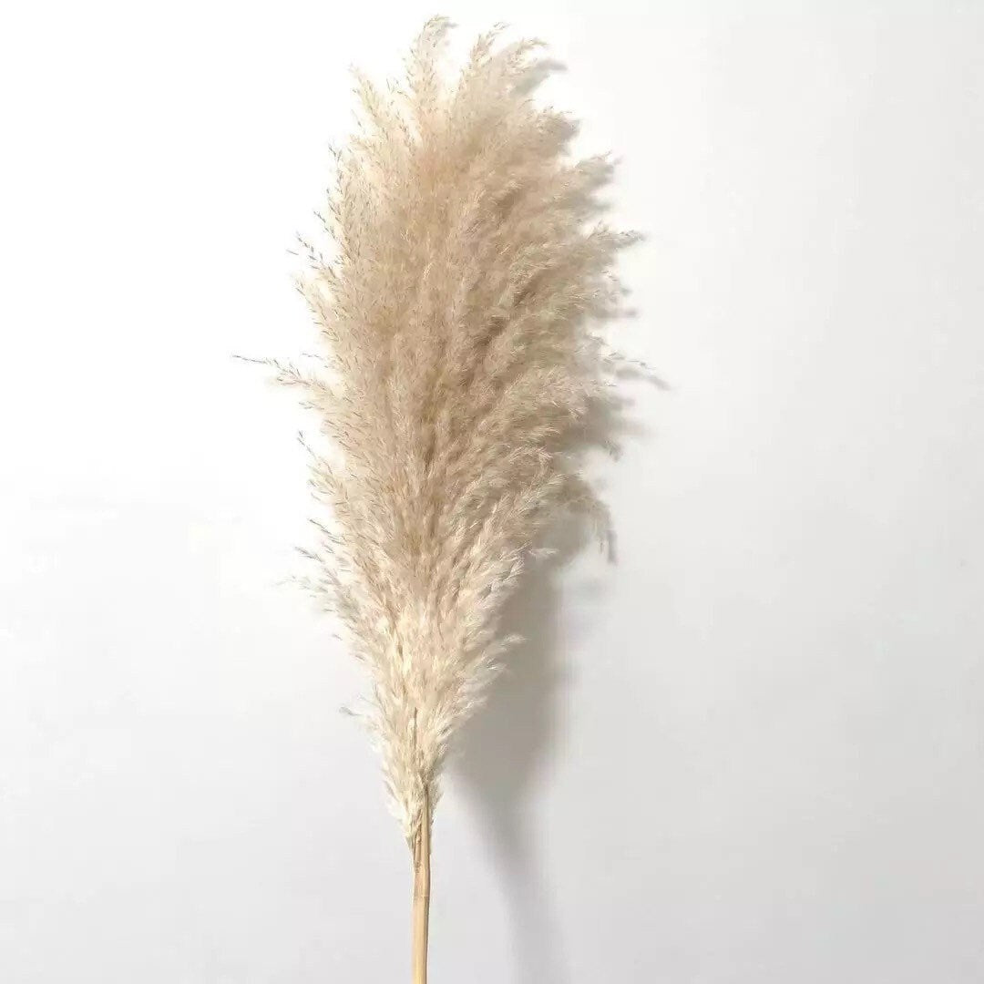 Luxury Large Fluffy Pampas, Pampas bouquet, Cream / Beige Dried Pampas 140cm. Gift, Home Decoration, Pampass grass, Dried Flowers