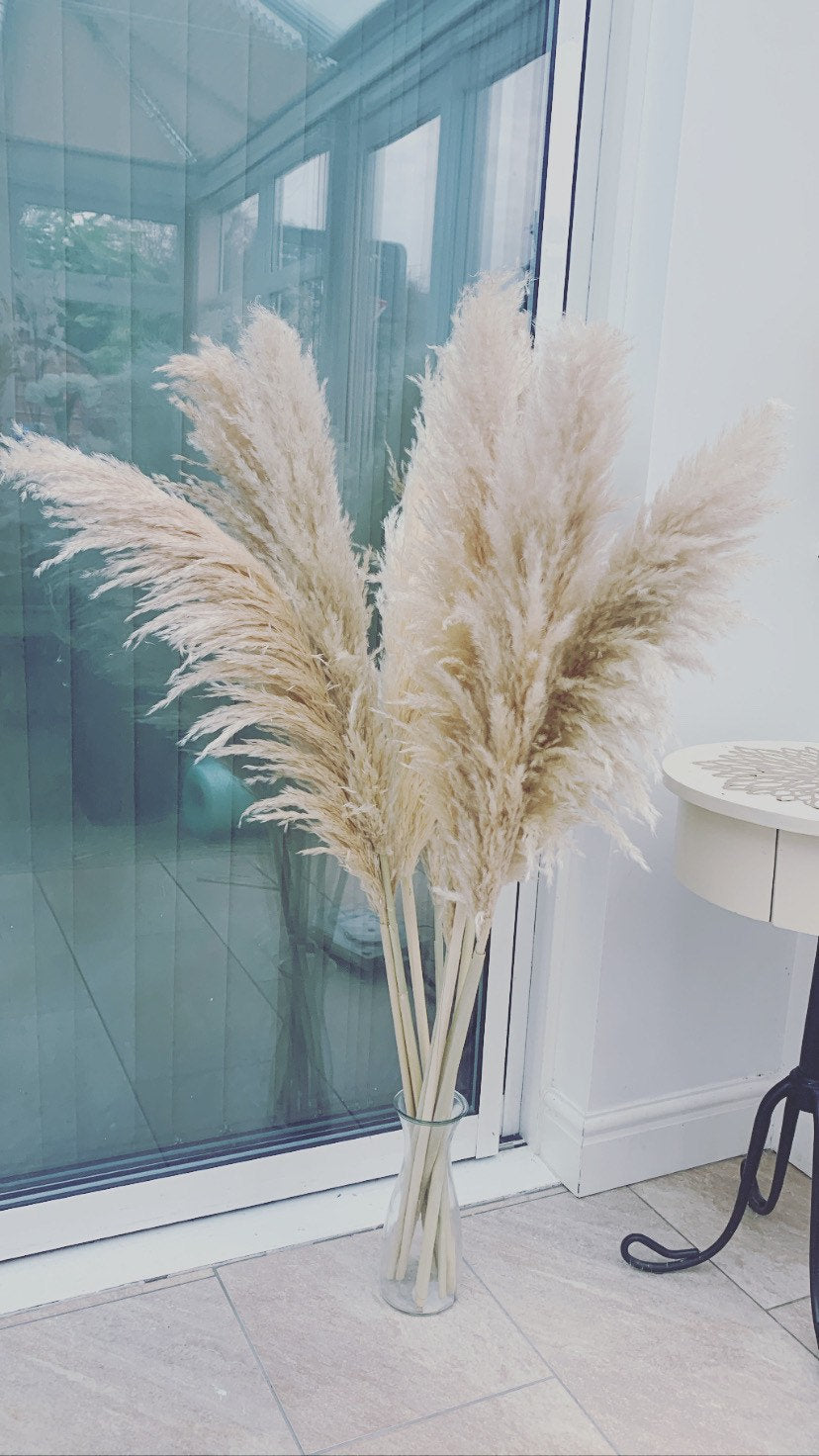 Grand Sale cream fluffy natural pampas grass 60-120cm pampas stem, gift for her, gift UK, dried flowers, housewarming, pampass grass
