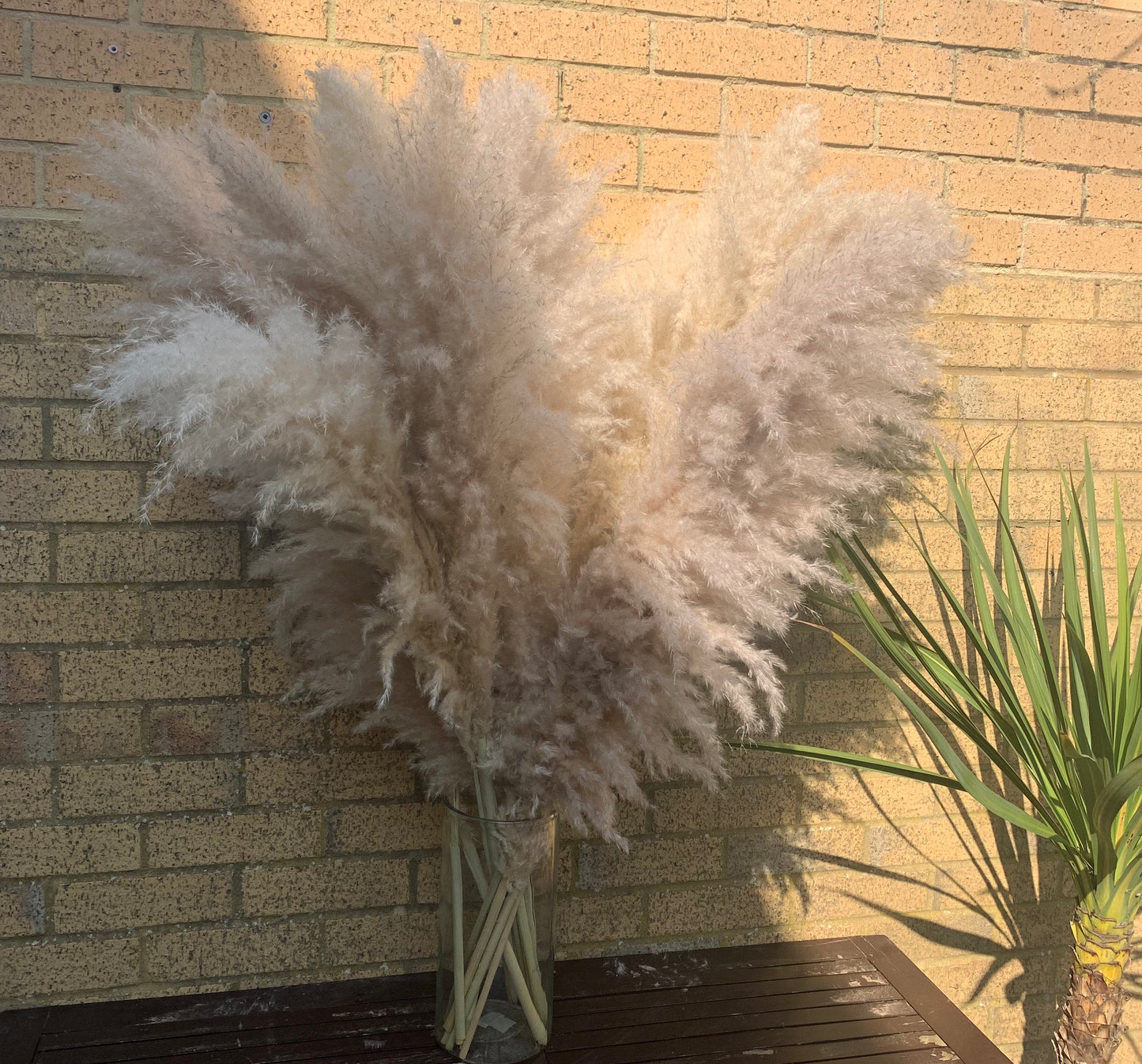 Grand Sale cream fluffy natural pampas grass 60-120cm pampas stem, gift for her, gift UK, dried flowers, housewarming, pampass grass