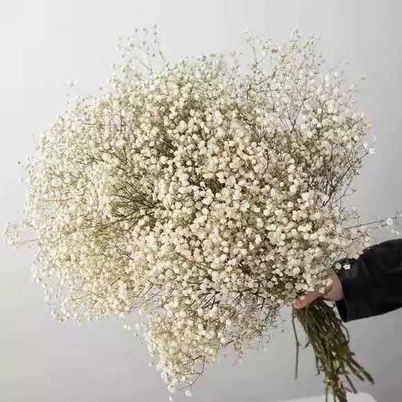 Preserved dried white gypsophila/ dried flowers / baby breath / white vase / boho decor / home decor GIFT FOR HER bouquet