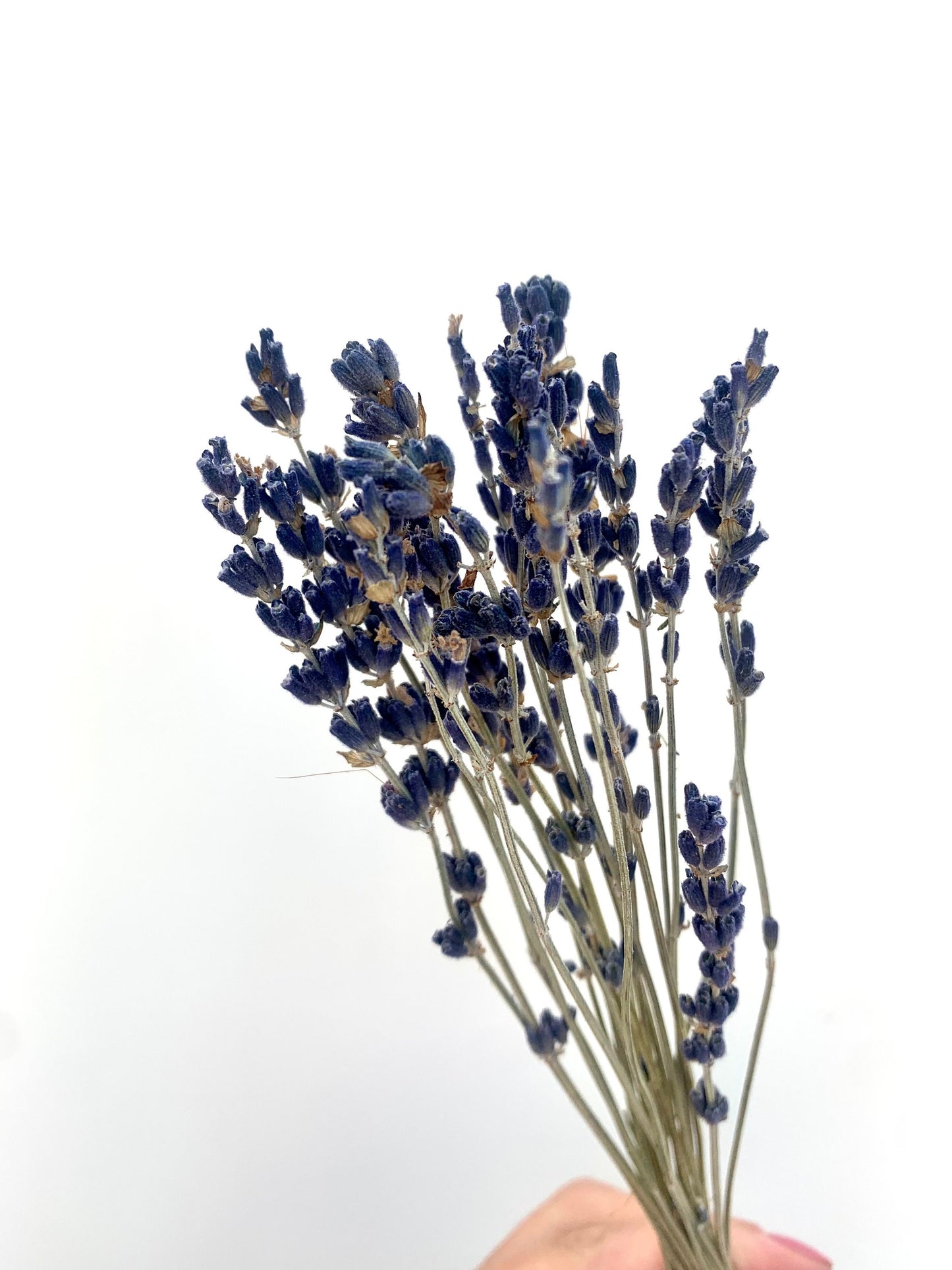 25 stems lavender/ dried lavender bunches / dried flowers/ boho decor / lavender bouquet
