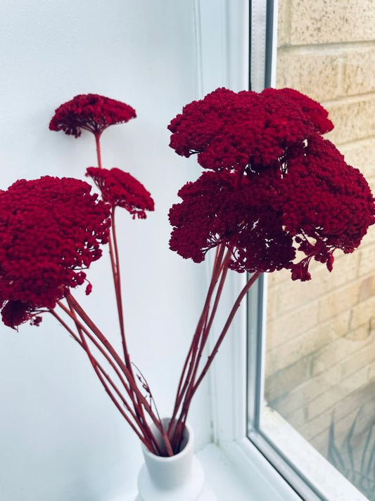 Dried Bunch Dyed Achillea Parker or Yarrow 60cm/24 Inches Deep Red