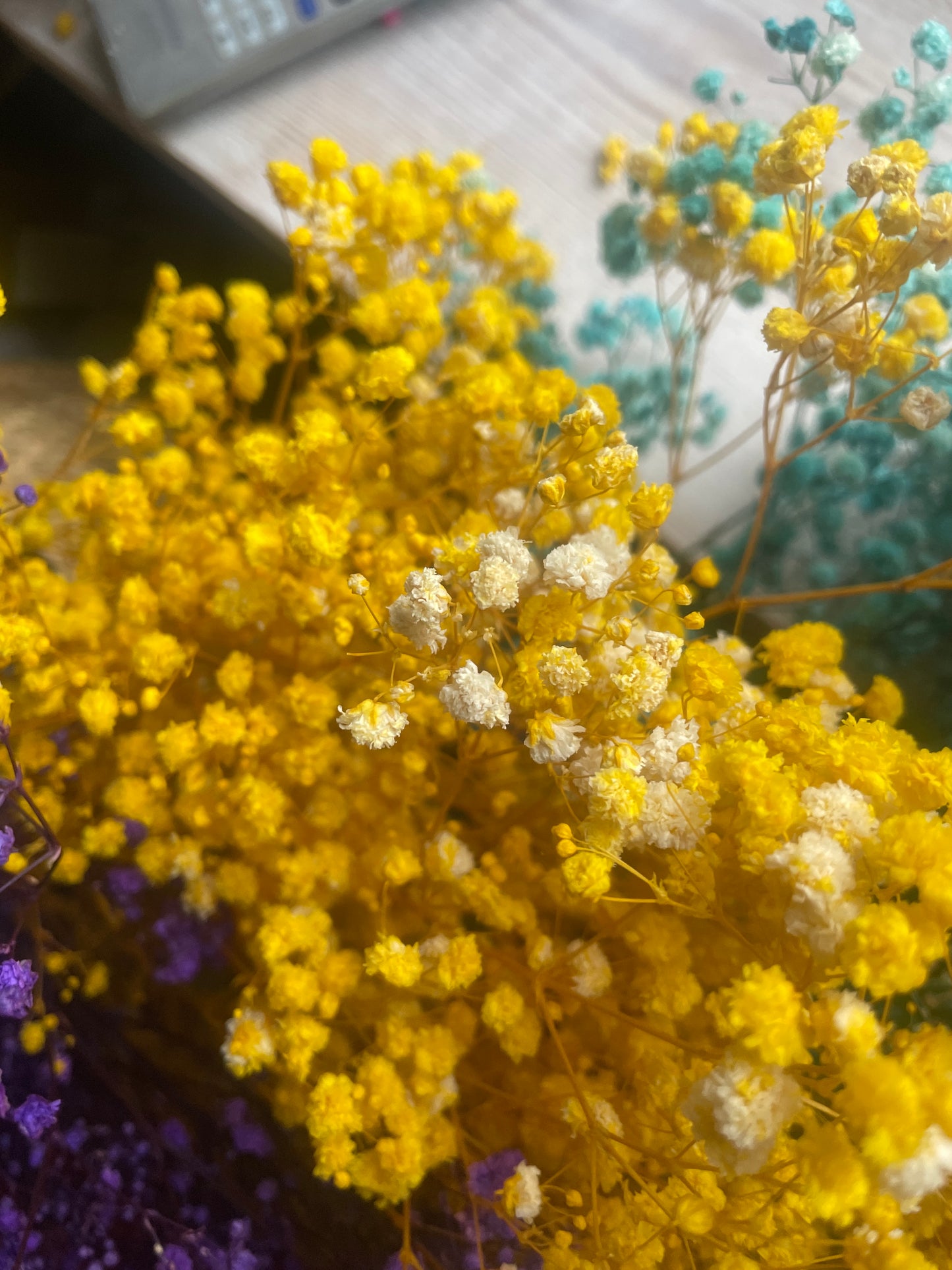 GYPSOPHILA