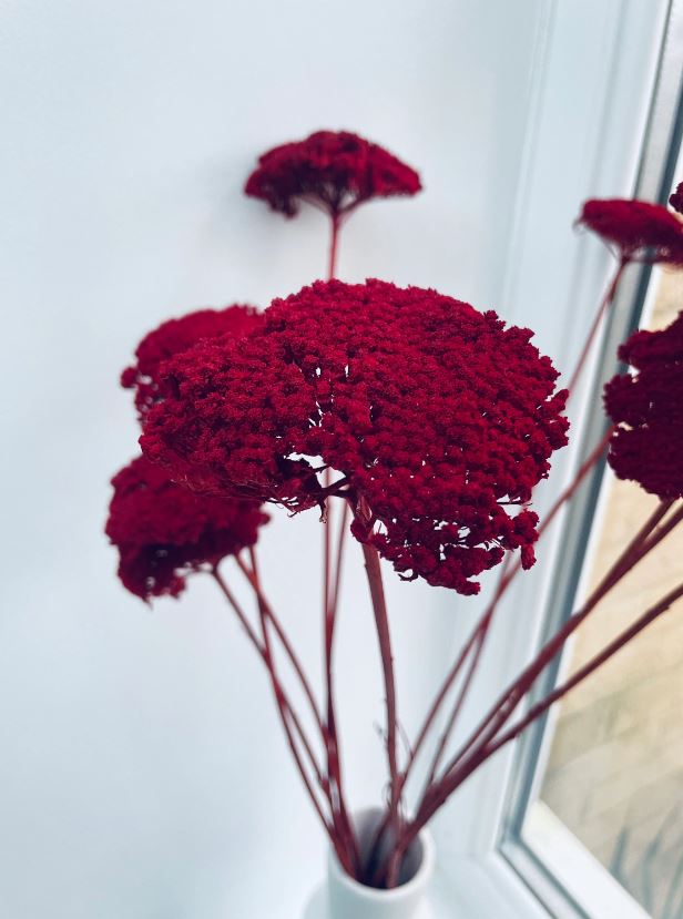 Dried Bunch Dyed Achillea Parker or Yarrow 60cm/24 Inches Deep Red