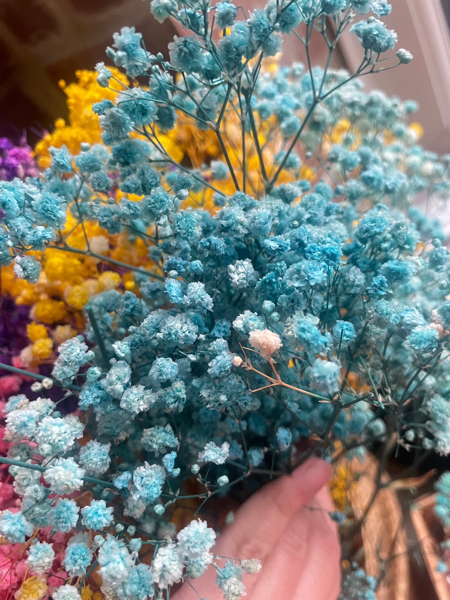 GYPSOPHILA