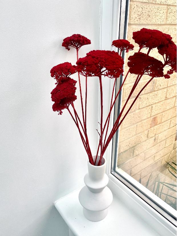 Dried Bunch Dyed Achillea Parker or Yarrow 60cm/24 Inches Deep Red