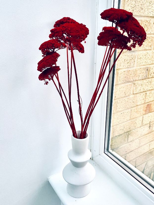 Dried Bunch Dyed Achillea Parker or Yarrow 60cm/24 Inches Deep Red