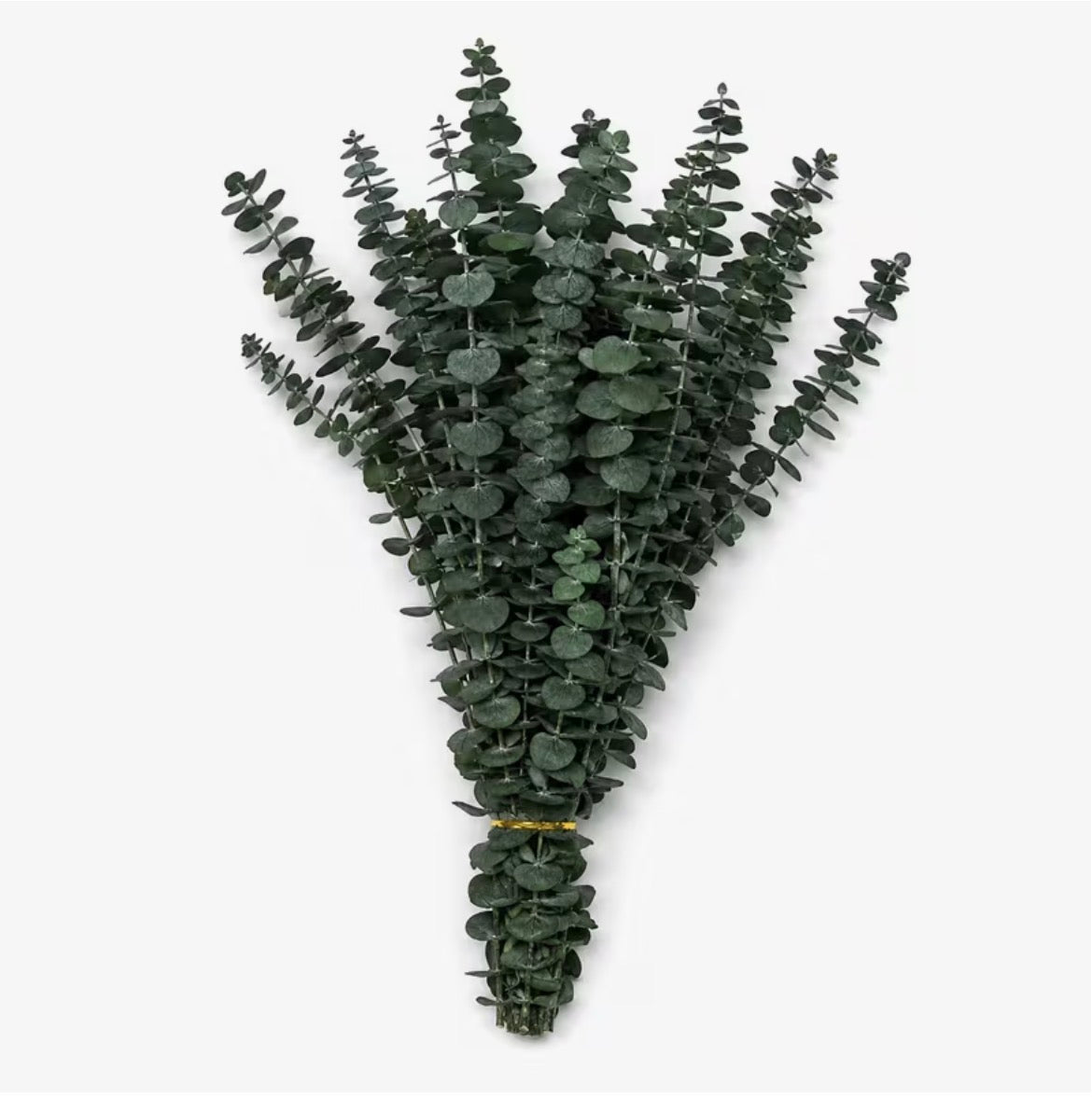 Preserved Eucalyptus Stems – Natural Dried Eucalyptus for Home Decor & Floristry