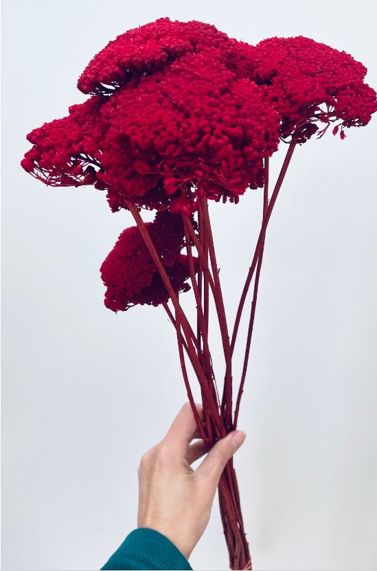 Dried Bunch Dyed Achillea Parker or Yarrow 60cm/24 Inches Deep Red