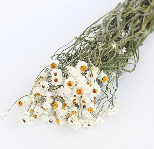 Dried Ammobium Natural White Daisies Bunch  Daisy Dried Flower Bouquet Wedding Flowers  Rustic Home Decor Small Daisy Table Decor Gift