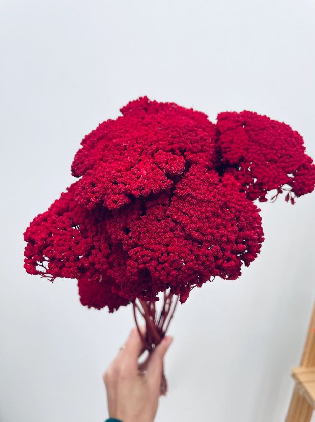 Dried Bunch Dyed Achillea Parker or Yarrow 60cm/24 Inches Deep Red