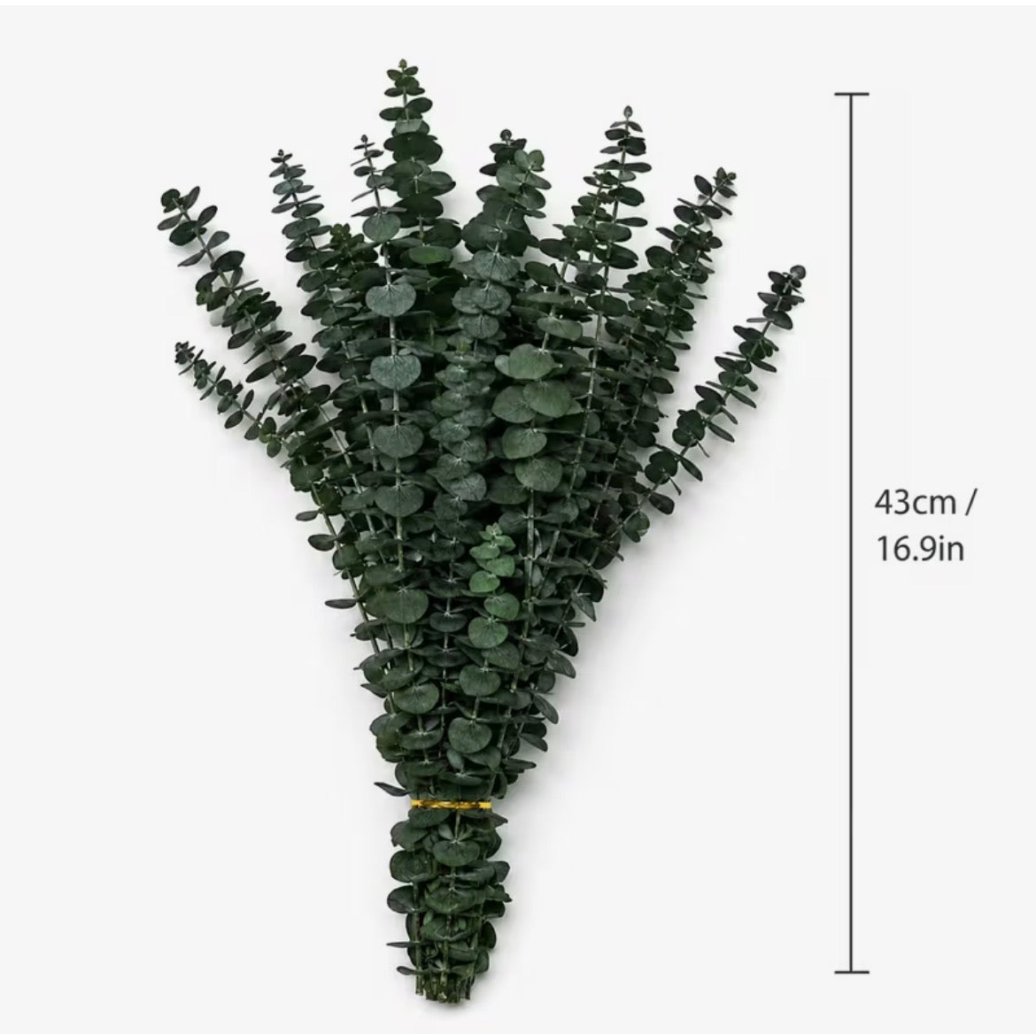 Preserved Eucalyptus Stems – Natural Dried Eucalyptus for Home Decor & Floristry
