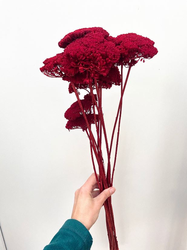 Dried Bunch Dyed Achillea Parker or Yarrow 60cm/24 Inches Deep Red