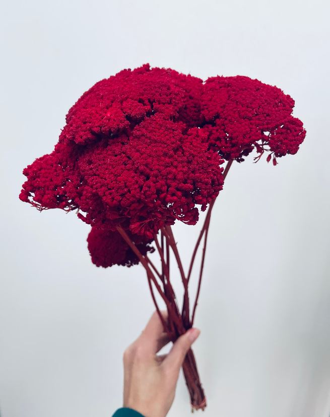 Dried Bunch Dyed Achillea Parker or Yarrow 60cm/24 Inches Deep Red