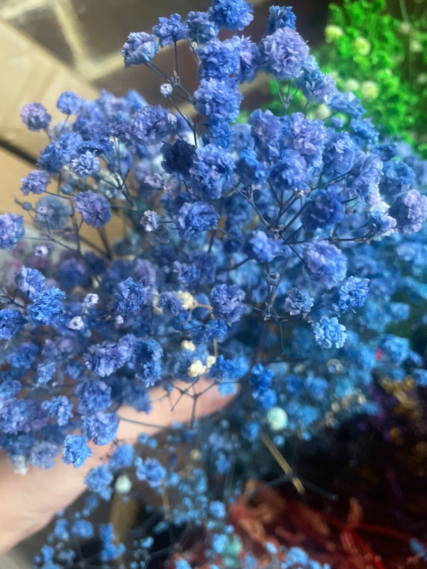 GYPSOPHILA