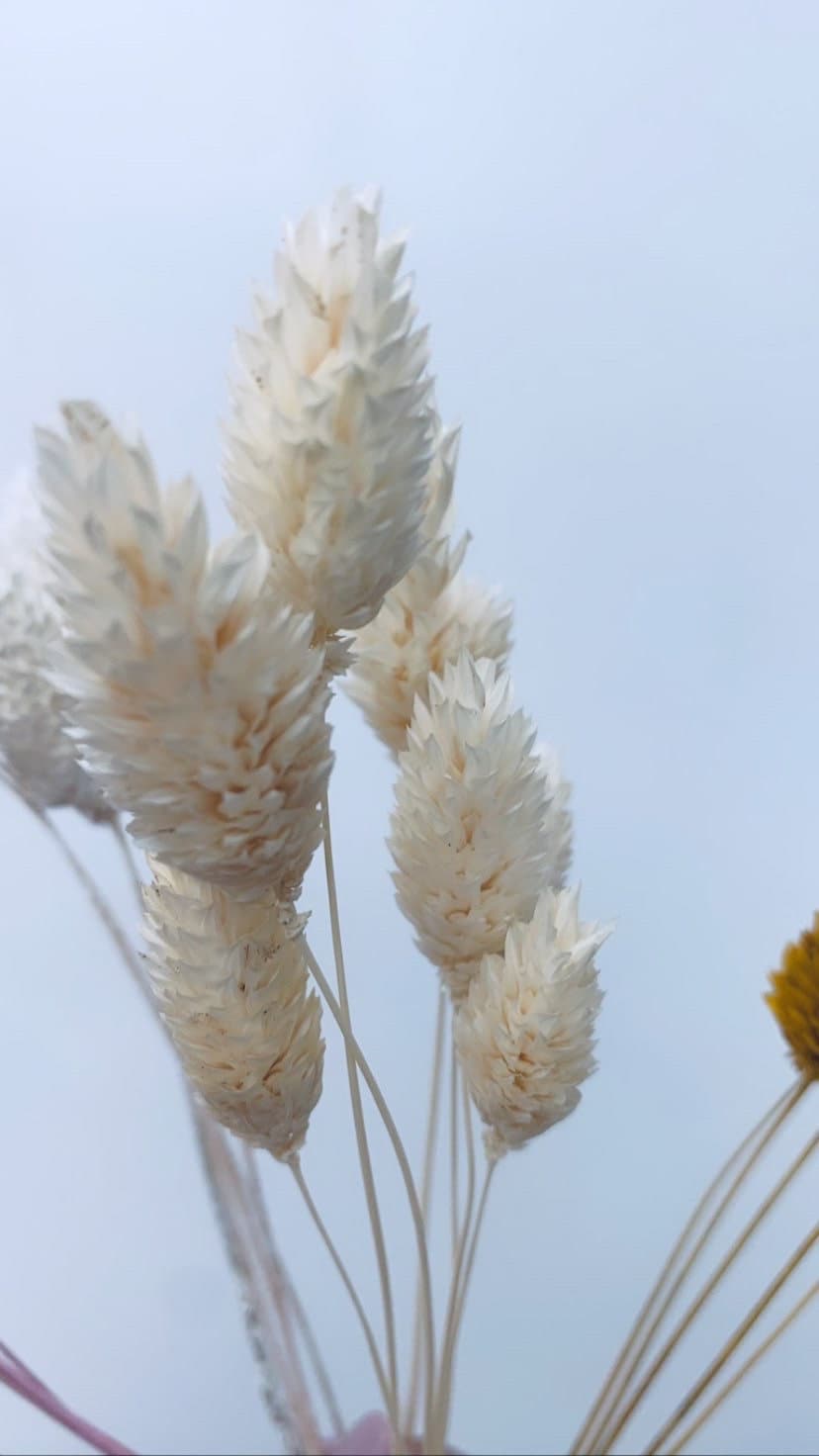 Dried Phalaris, White Phalaris, Ecru Phalaris / Misty White Phalaris / Misty Pink Phalaris/ Canary Grass tall 50-70cm