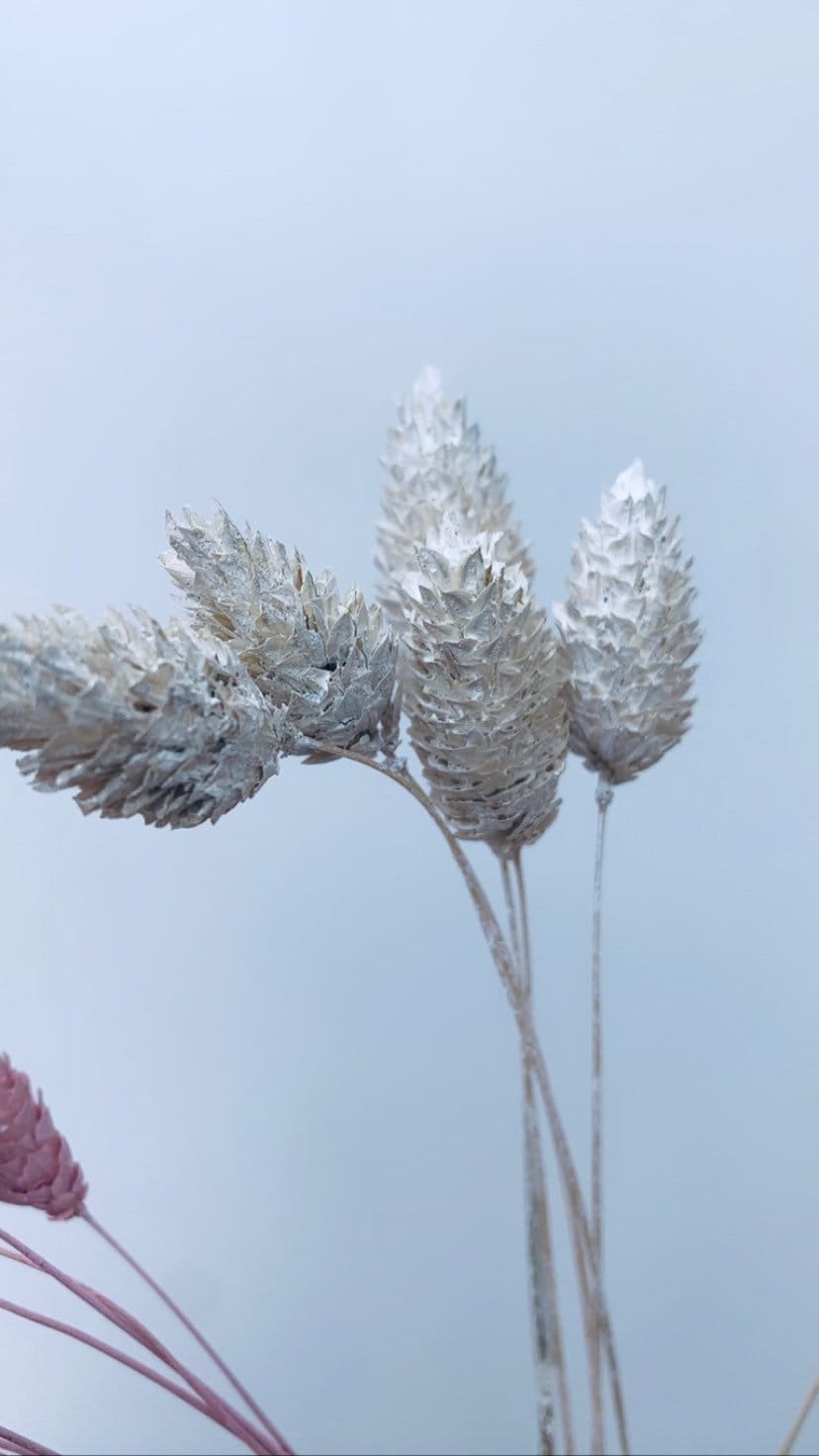 Dried Phalaris, White Phalaris, Ecru Phalaris / Misty White Phalaris / Misty Pink Phalaris/ Canary Grass tall 50-70cm