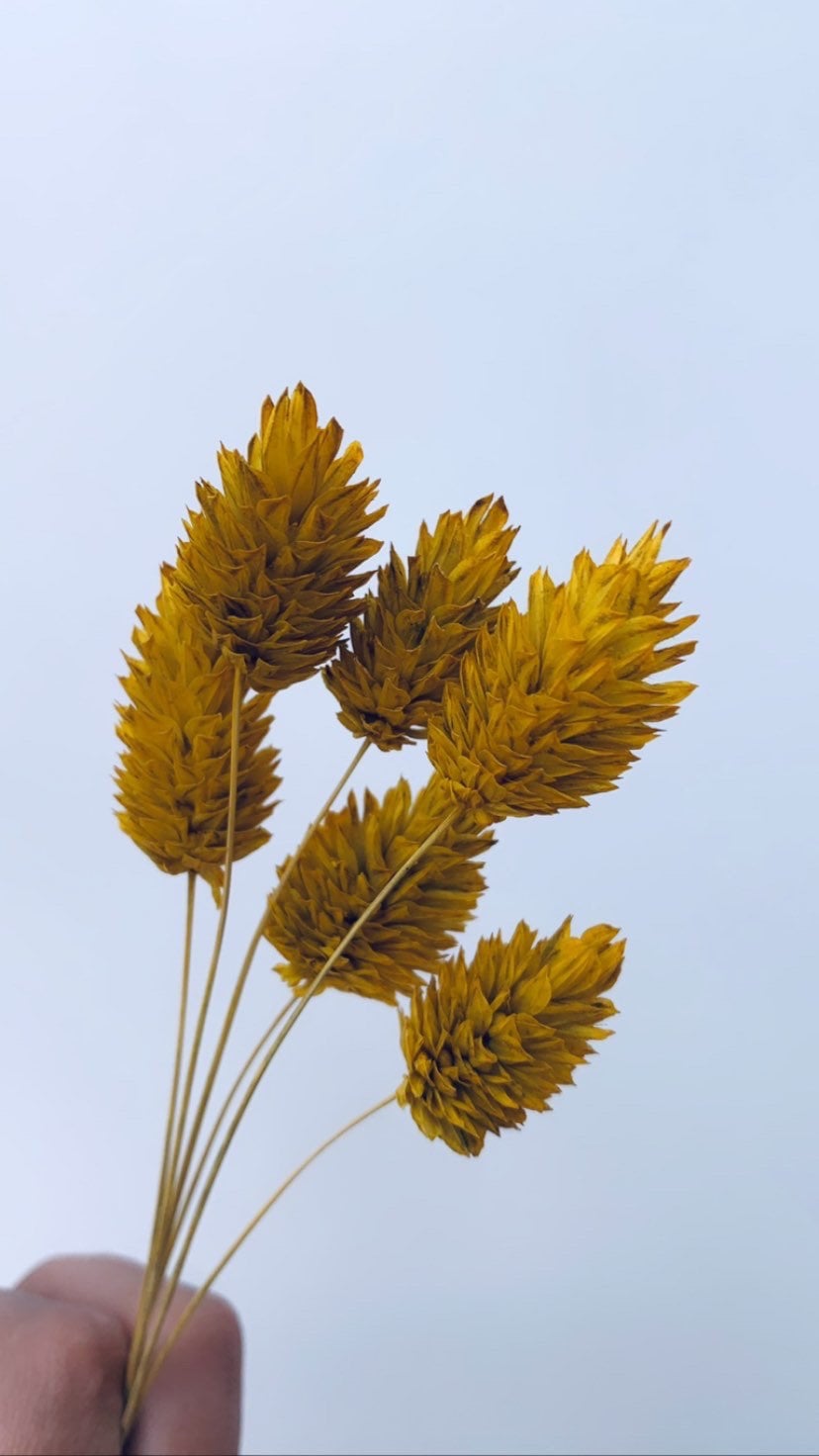 Dried Phalaris, White Phalaris, Ecru Phalaris / Misty White Phalaris / Misty Pink Phalaris/ Canary Grass tall 50-70cm