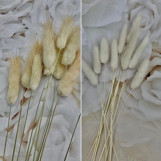 Bunny Tails grass , Lagurus , natural brown bunny tails / white bunny tails 60pcs, Bunny Tails UK