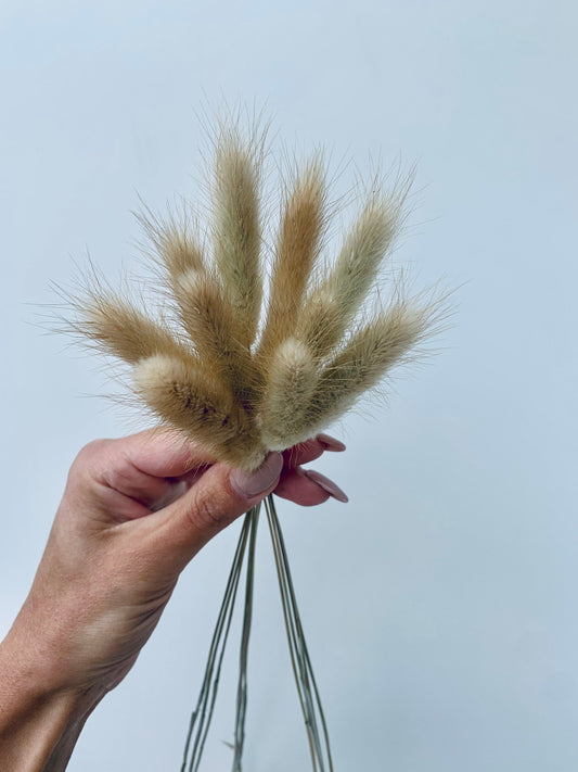 Bunny Tails grass , Lagurus , natural brown bunny tails / white bunny tails 10 pcs, Bunny Tails UK