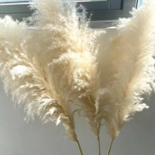 Fluffy pampas grass 60cm 80cm 100cm 120cm 140cm pampas stem, light cream/beige, natural pampass grass/ Gift / pampas bouquet