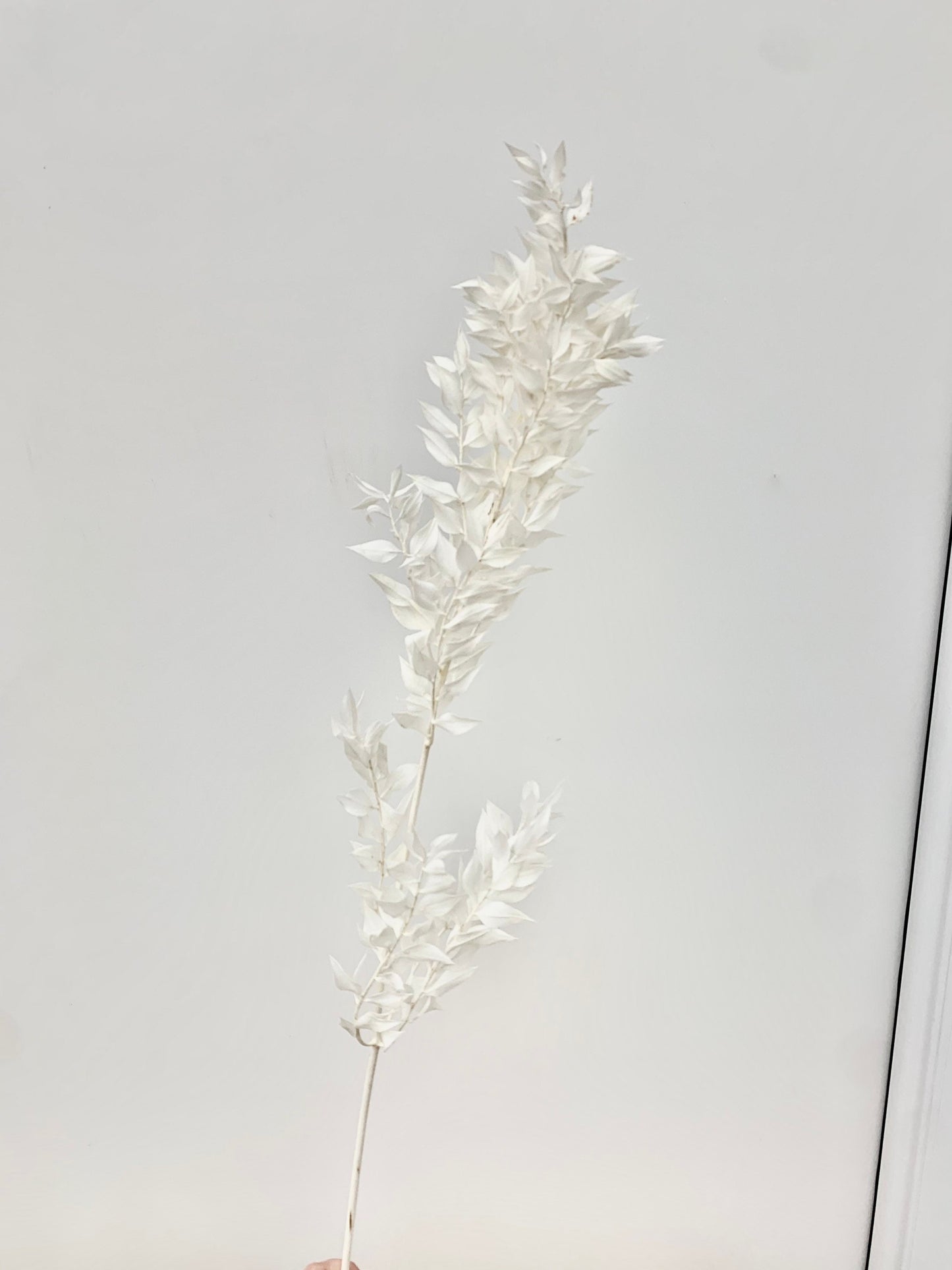 3 stems Preserved white bleached ruscus / white branch / white leaf dried flowers/ ruscus for arrangement/ table decoration