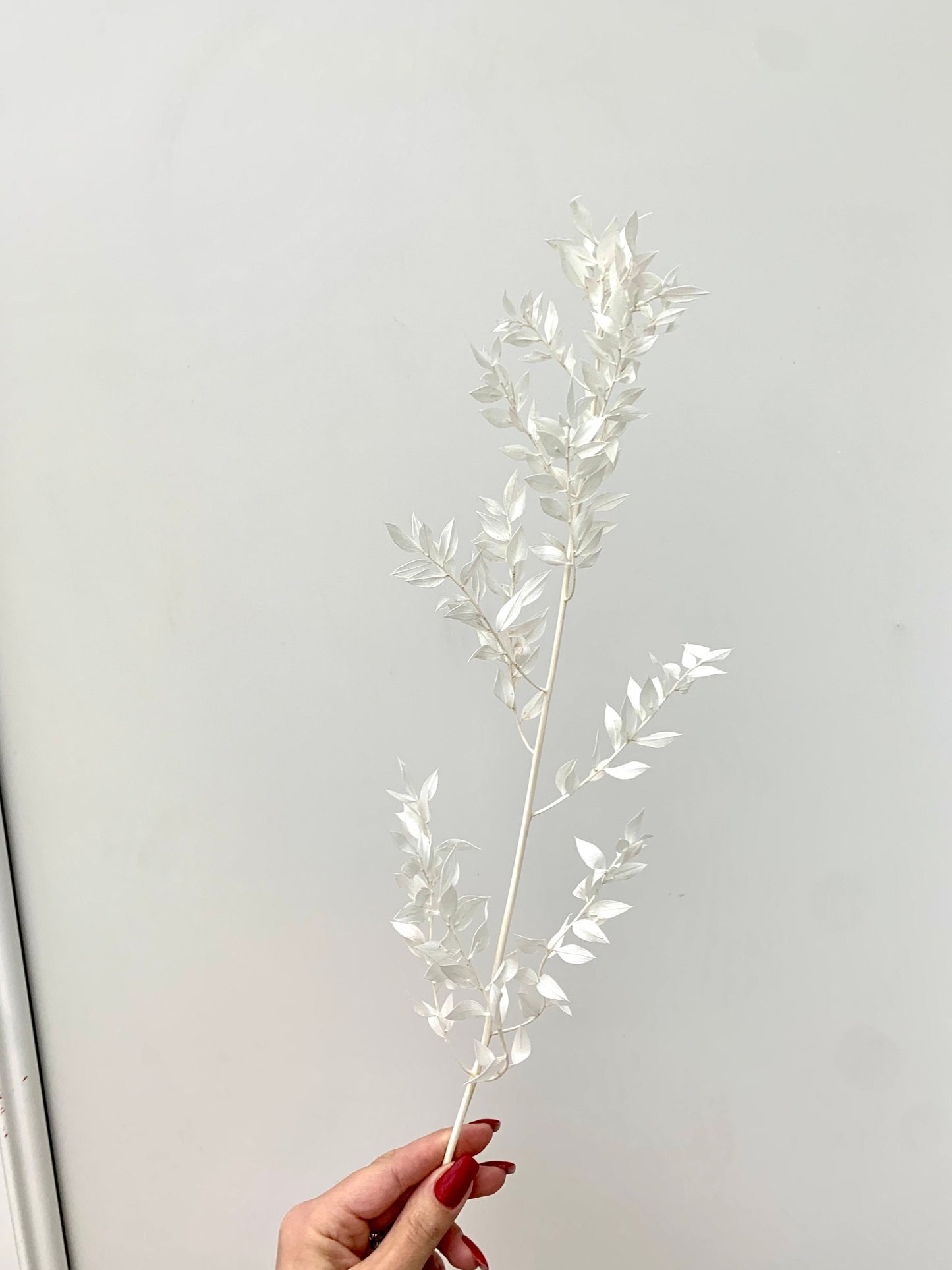 3 stems Preserved white bleached ruscus / white branch / white leaf dried flowers/ ruscus for arrangement/ table decoration