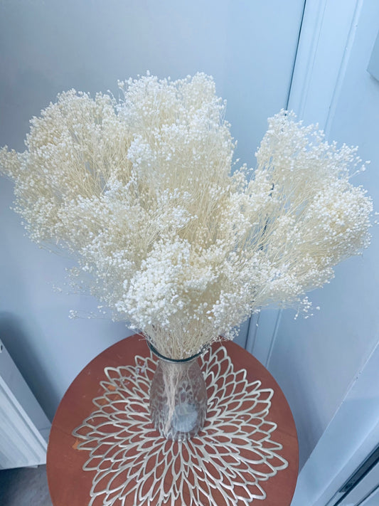 Preserved Broom Bloom, Bleached White / Bleached Pink 30-50cm / Valentines Bouquet