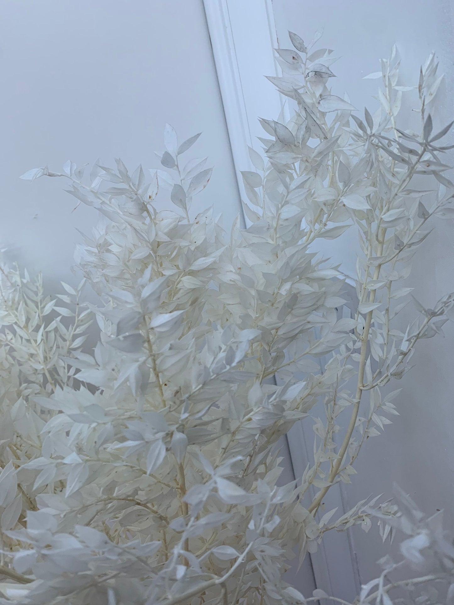 3 stems Preserved white bleached ruscus / white branch / white leaf dried flowers/ ruscus for arrangement/ table decoration