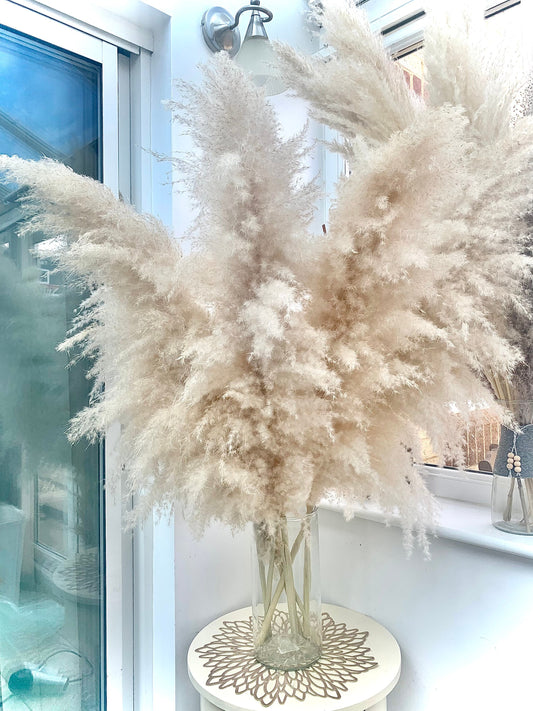 Sale extra large cream fluffy natural pampas grass 60-120, 140cm /gift for her,  gift UK, dried flowers, housewarming, pampass grass