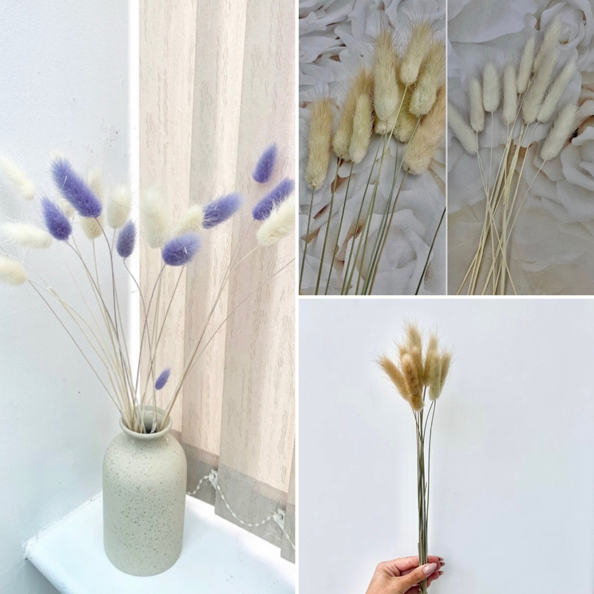 Bunny Tails grass , Lagurus , purple , natural brown bunny tails / whi –  DemiVi Style